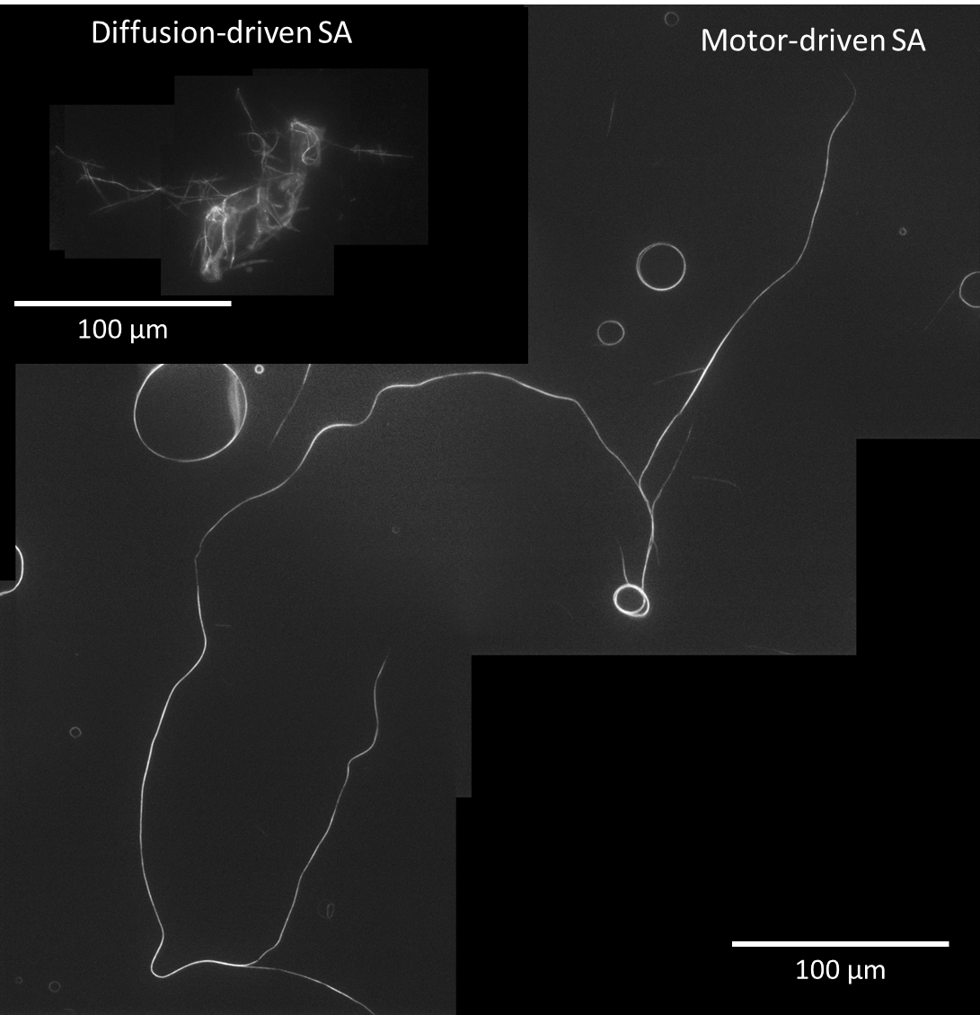 Diffusion-driven self-assembly results in less ordered and smaller structures over time.