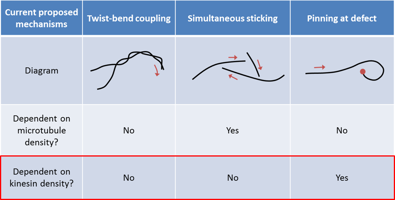 Out of the three proposed mechanisms of spooling, only the third is dependent on kinesin concentration.