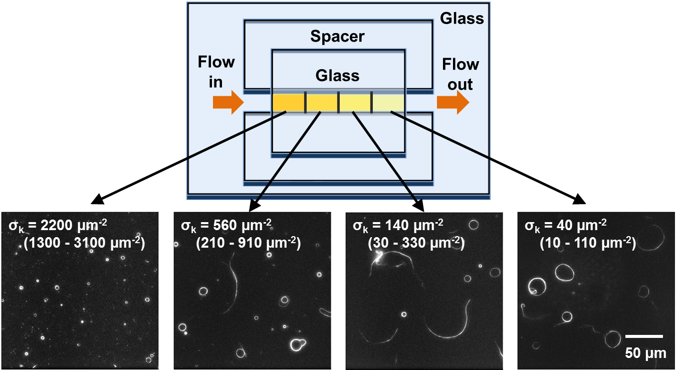 As kinesin density increases, spooling density increases and spool circumference decreases.